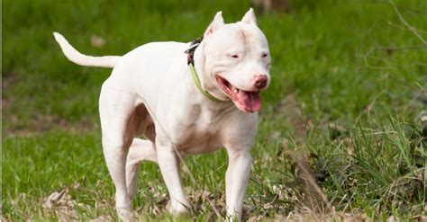 Dogo Argentino vs American Bulldog: 5 Key Differences - Wiki Point