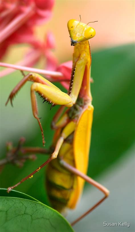 "Yellow Praying Mantis 2, Mission Beach NQ" by Susan Kelly | Redbubble