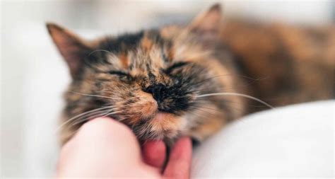 Does a Cat’s Purr Have Healing Powers? | BeChewy