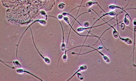 Studies show alarming sperm count falls, but some distrust the figures | Science | The Guardian