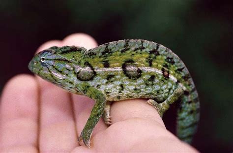 Carpet Chameleon Care Tips | Chameleon care, Chameleon, Lizard