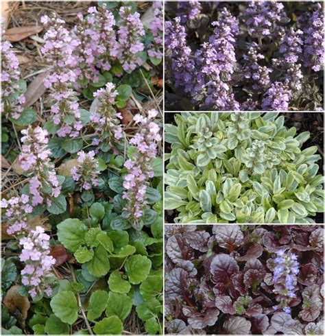 Ajuga Reptans - Multiple Varieties | Ajuga / Bugleweed | Shades of ...