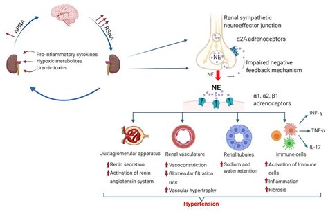 Frontiers | Role of α2-Adrenoceptors in Hypertension: Focus on Renal Sympathetic ...