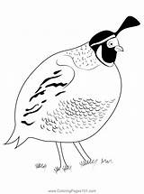Pin On Quails Coloring Pages sketch template