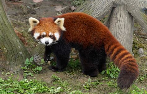 Red Panda (Ailuridae) | Pearltrees