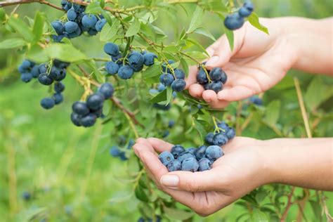 Here's How To Make Sure You Only Harvest Your Blueberries When They're ...