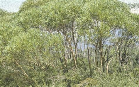 Eucalyptus stricta (mallee) | Australian Plants Society