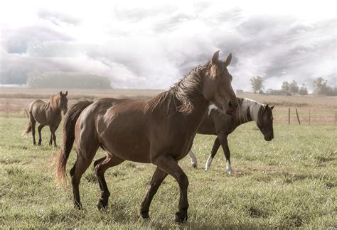 Home - Mustang Sanctuary is a 501(c)3 NFP dedicated to Mustang Adoptions In Edwardsville ...