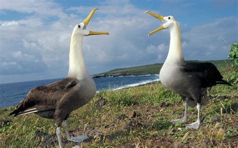 albatross, Seabird, Bird, Birds Wallpapers HD / Desktop and Mobile ...