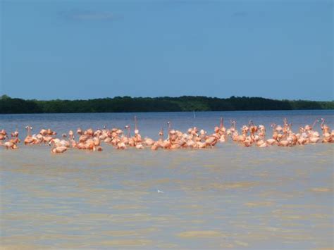 Celestun Wildlife Refuge (Yucatan Peninsula) - 2020 All You Need to Know Before You Go (with ...