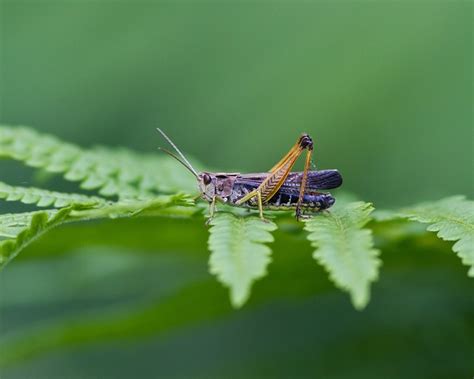 Locust Insect Green - Free photo on Pixabay - Pixabay