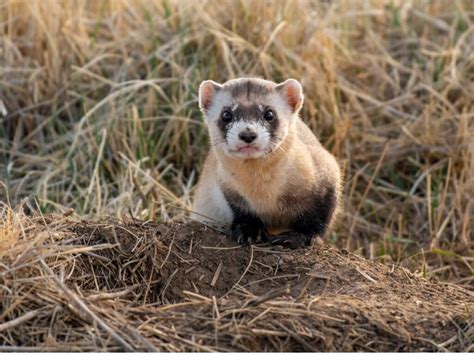 Black-footed ferret: habitat and characteristics