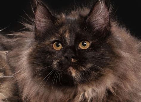 Siberian tortoiseshell cat | Siberian cat, Tortoise shell cat, Brown cat