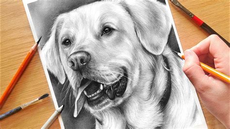 How To Draw A Realistic Looking Dog - Distancetraffic19