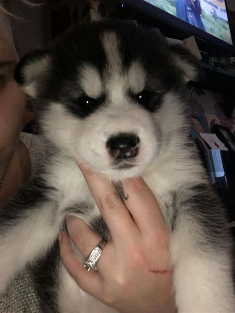 Alaskan Malamute Puppies For Sale | Albuquerque, NM #120357