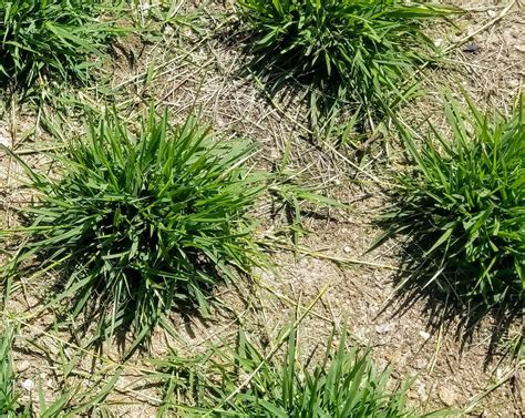 How to Plant Zoysia Grass Plugs - ZoysiaPlug.com