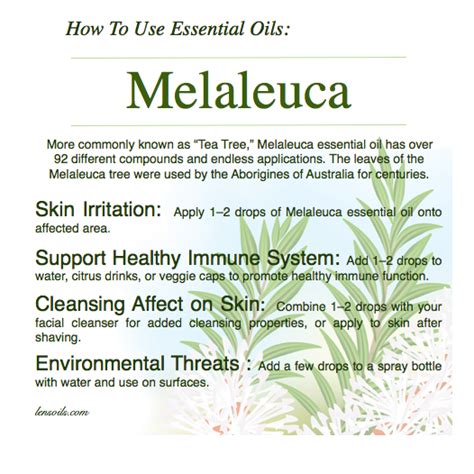 How to Use Essential Oils: Melaleuca | Len's Oils