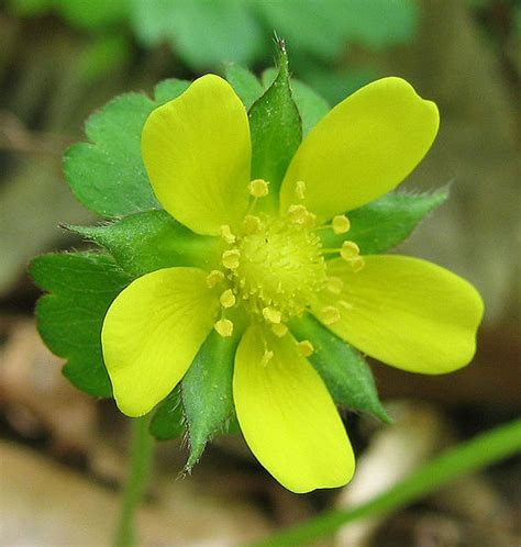 Cinquefoil / Five Finger Grass – The Sacred Willow