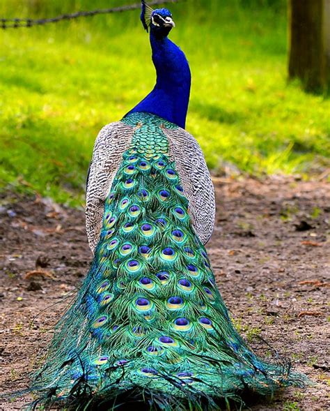 Peacock Colorful Feather · Free photo on Pixabay