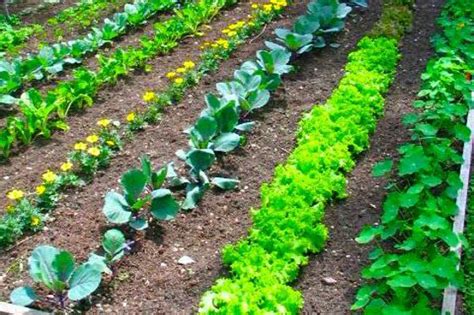 Vegetable Garden Layout - Rows, Square Foot Or Wild?