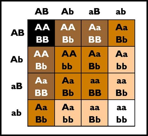 Apologetics Press - The Origin of Races Punnett Squares, Skin Color ...