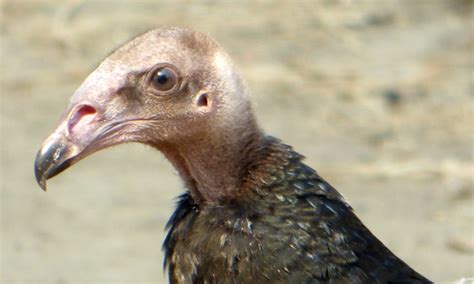 Geotripper's California Birds: Juvenile Turkey Vulture on the Tuolumne Parkway Trail (and mama ...