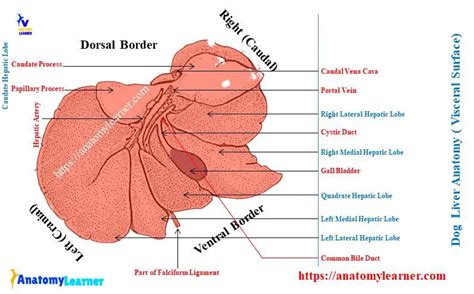 Dog Liver Anatomy - Canine Hepatic Lobes with Diagram » AnatomyLearner >> The Place to Learn ...