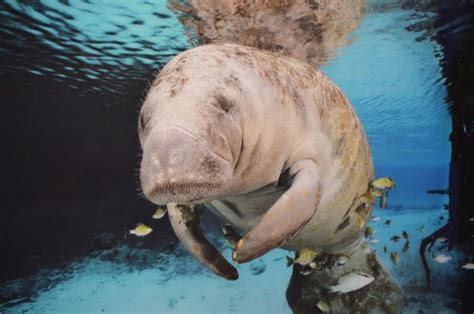 West African Manatee: Is This Animal Endangered?