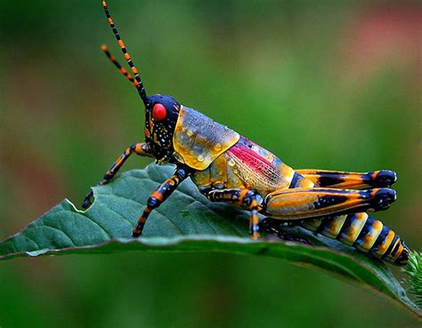 I don't like grasshoppers, because they devour my perennials! But this one is mighty pretty ...