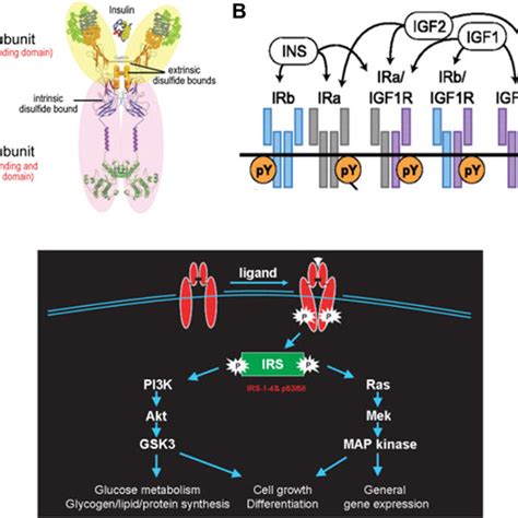 Insulin receptor structure and signaling. (A) Insulin receptor monomer,... | Download Scientific ...