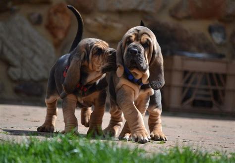 Bloodhound Puppies For Sale - AKC PuppyFinder | Smartest dog breeds, Dog breeds, Bloodhound dogs