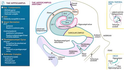 Hippocampus Anatomy