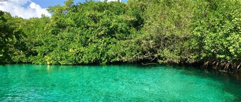 See the amazingly clear waters of Casa Cenote - Everything Playa Del Carmen