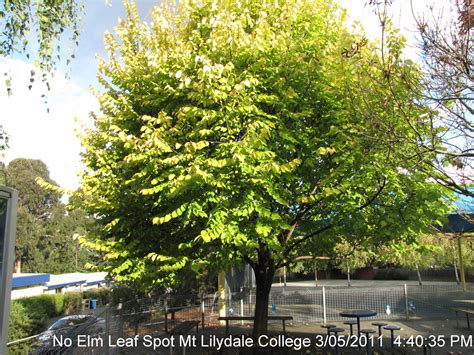 Elm Leaf Spot – now a widely spreading problem