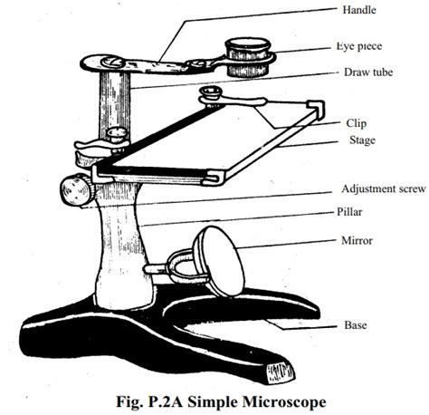 Simple Microscope Diagram And Functions