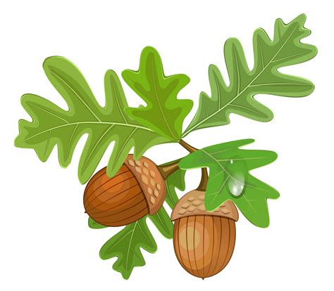 Free Acorns Cliparts, Download Free Acorns Cliparts png images, Free ClipArts on Clipart Library