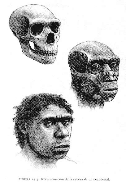 Homo neanderthalensis