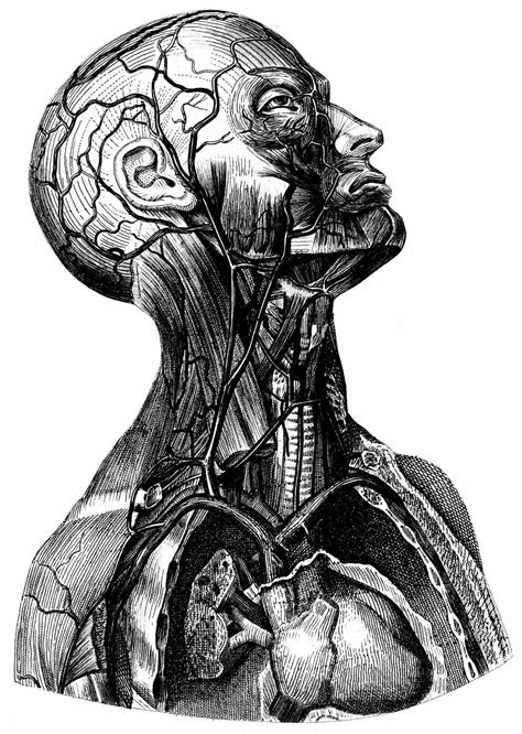 Human Vintage Anatomy Illustration Art | Medical illustration, Medical drawings, Medical art