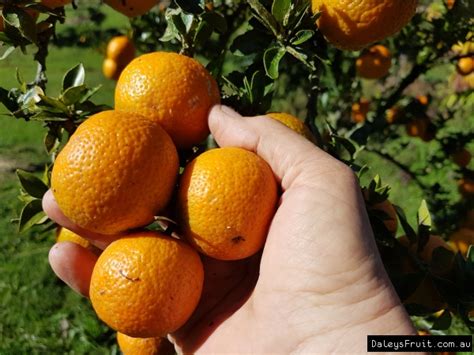 Buy Chinotto Fruit Trees in Australia (Citrus myrtifolia)