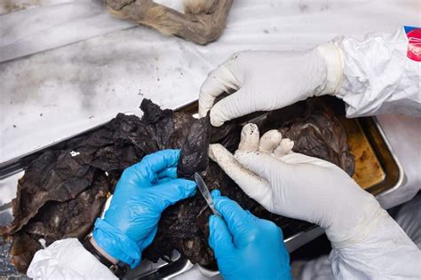 Stunning 44,000-Year-Old Mummified Wolf Discovered in Siberian Permafrost - Animals Around The Globe