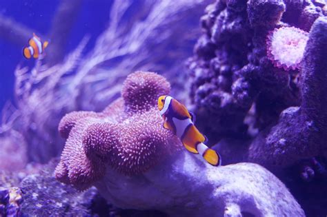 Clown fish on a coral - Photo #2129 - motosha | Free Stock Photos