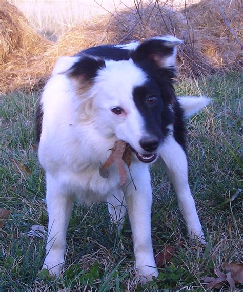 Miniature Border Collies - Politics and Culture - BC Boards