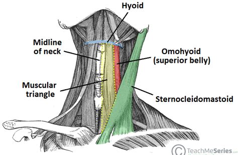 Anterior Triangle of the Neck - Subdivisions - TeachMeAnatomy