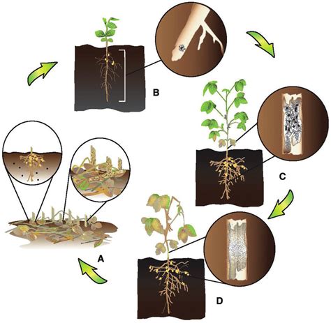 Disease cycle of Macrophomina phaseolina (Smith et al. 2014). (A) M ...