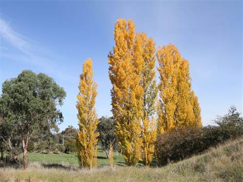 Tumut, NSW - Aussie Towns