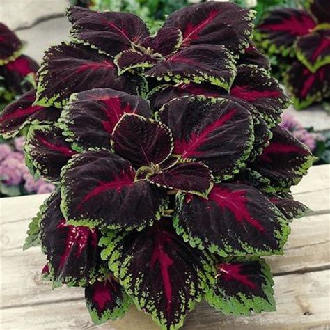 Coleus Seeds for sale | 53 Varieties | Annual Flower Seeds | Container gardening flowers ...