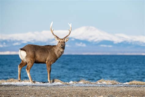 Hokkaido Sika Deer, Cervus Nippon Yesoensis Photograph by Petr Simon ...