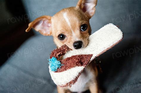 Free cute chihuahua dog biting | Free Photo - rawpixel