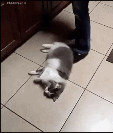 funny cats gif | WiffleGif