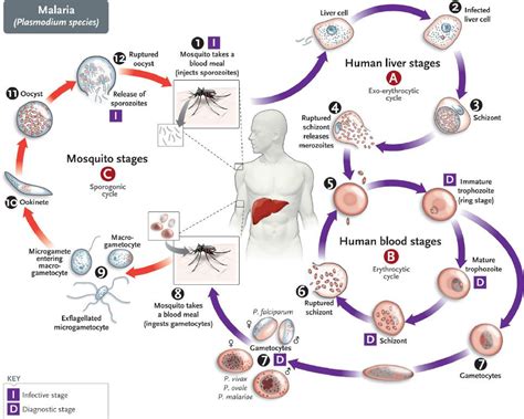 Protozoa Life Cycle Diagram